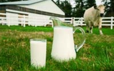 Viata procesatorilor de lapte intre ferma si consumator