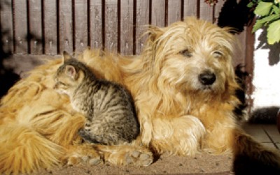 Oferta tentanta pentru iubitorii de animale