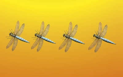 Insecticide si repelenti: se cumpara mai curand reactiv decat preventiv