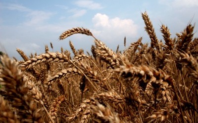 A crescut productia de cereale, dar a scazut la struguri, legume si cartofi