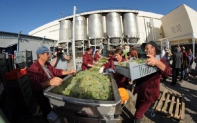Din 2012, Murfatlar ar putea intra pe piata vinurilor efervescente