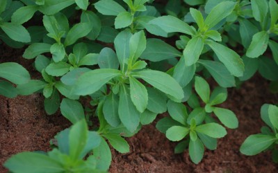 Doehler dezvolta produse indulcite cu Stevia