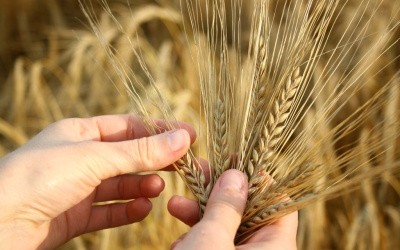 O noua initiativa BERD sprijina investitiile sectorului privat in agricultura