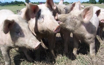 Romania a obtinut dreptul de a exporta carne de porc in UE