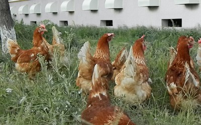 Proiecte de investitii de 1,4 milioane de euro in productia de oua la Avicola Constanta
