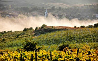 amb Wine investeste 600.000 de euro in productie pana la finele lui 2014