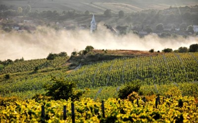 amb Wine investeşte 600.000 de euro în producție și în branduri