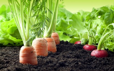 EU: Agricultural support measures, prolonged by EU for another year