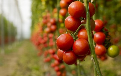  Italia a devenit al doilea producător mondial în industria tomatelor