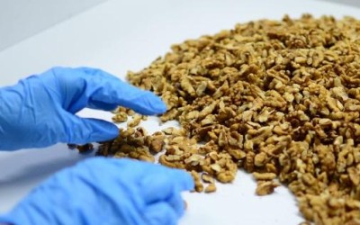 ROMANIA: Over 4 million euros investment in a new walnut processing factory