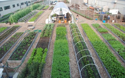 Auchan France to run urban farms near hypermarkets