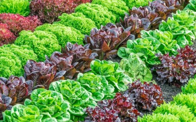 Farmers urge EU to keep open market to ensure food supplies