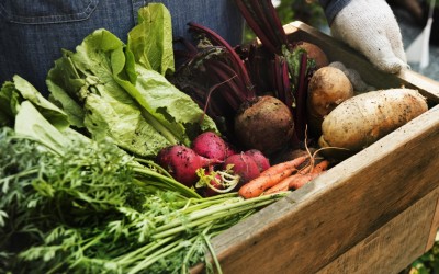 MADR vrea să faciliteze dialogul micilor producători de legume cu rețelele mari