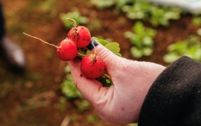 Cooperativa Țara Mea dublează numărul fermierilor membri și livrează mai multe legume românești către marii retaileri