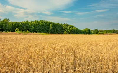 Guvernul acordă sprijin de urgență producătorilor de cereale