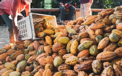 Producția mondială de boabe de cacao ar urma să scadă cu 11% în 2024