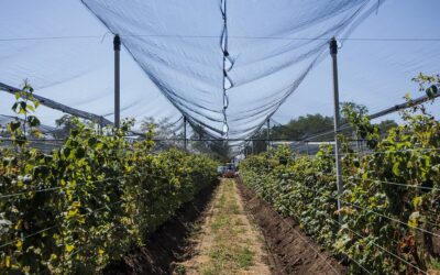 Plantatie zmeura pentru Lidl Romania Loke Cristian