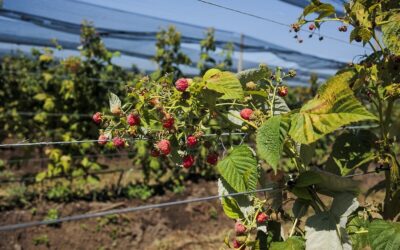 Plantatie zmeura pentru Lidl Romania Loke Cristian