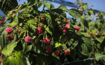 Plantatie zmeura pentru Lidl Romania Loke Cristian