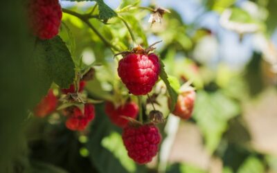 Plantatie zmeura pentru Lidl Romania Loke Cristian