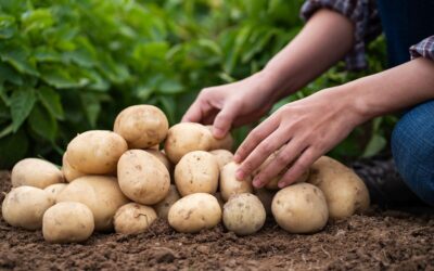 Lidl și Grup Șerban extind parteneriatul privind furnizarea de cartofi. Detalii pe revistaprogresiv.ro