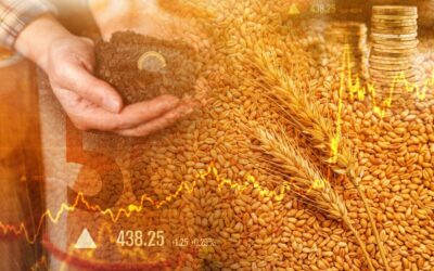 România, lider european la exportul de cereale