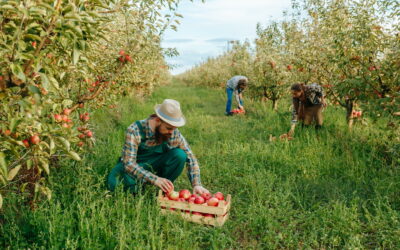 Cu un sector pomicol afectat, România a importat fructe de 750 mil. euro în primele șapte luni ale anului. Vezi mai multe pe revistaprogresiv.ro