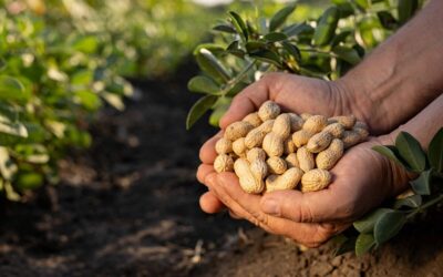 Mars investitie in programul de agricultura inovatoare „Protect the peanut”