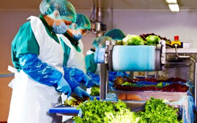 Eisberg Romania linie de ambalare